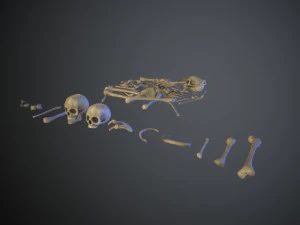 skulls1 normal bones 3D Model