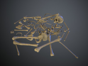 skulls1 normal bones 3D Модель