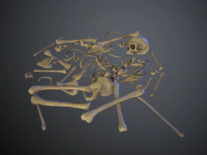 skulls1 normal bones 3D Model