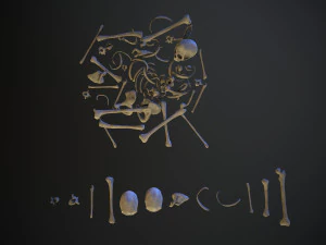 skulls1 normal bones 3D Model