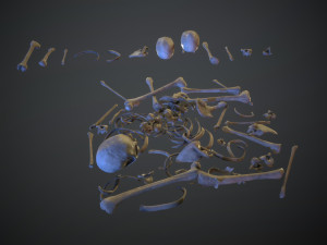 skulls1 normal bones 3D Модель