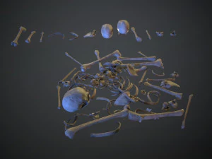 skulls1 normal bones 3D Model