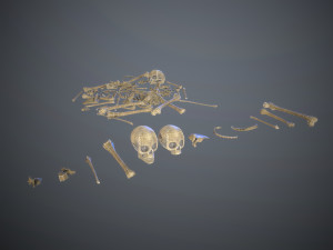 skulls1 normal bones 3D Модель