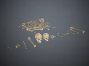 skulls1 normal bones 3D Model