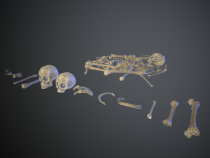 skulls1 normal bones 3D Модель