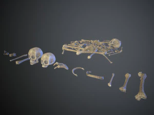 skulls1 normal bones 3D Model