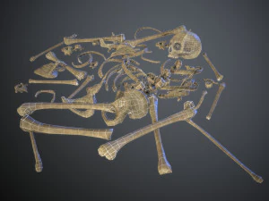 skulls1 normal bones 3D Model
