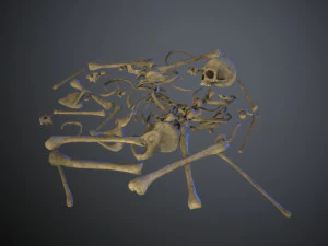 skulls1 old bones 3D Model
