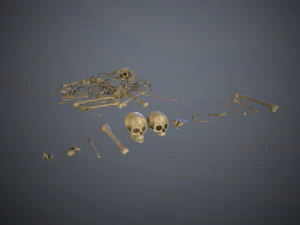 skulls1 old bones 3D Model