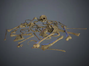skulls1 old bones 3D Model