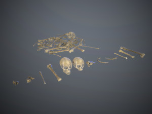 skulls1 old bones Modèle 3D