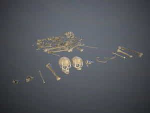 skulls1 old bones 3D Model
