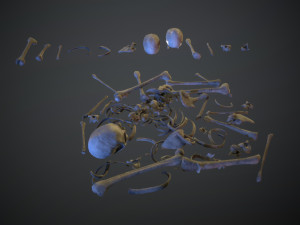 skulls1 old bones Modèle 3D