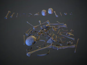 skulls1 old bones 3D Model