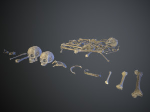 skulls1 old bones Modèle 3D