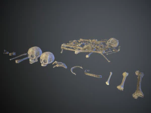 skulls1 old bones 3D Model
