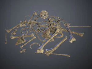 skulls1 old bones 3D Model