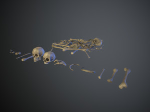 skulls1 old bones Modèle 3D