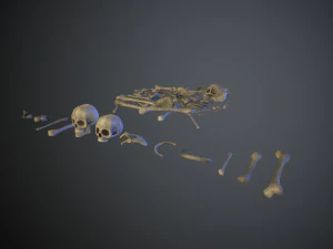 skulls1 old bones 3D Model