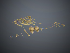 skulls1 stylized bones 3D Модель