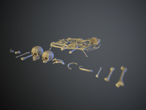 skulls1 stylized bones 3D Модель