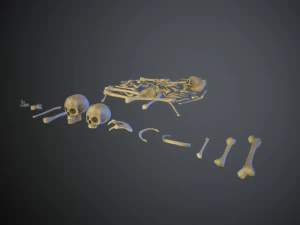 skulls1 stylized bones 3D Model
