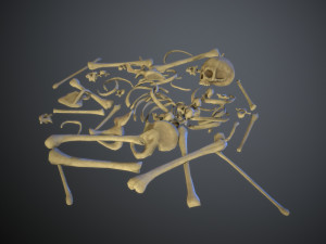 skulls1 stylized bones 3D Модель
