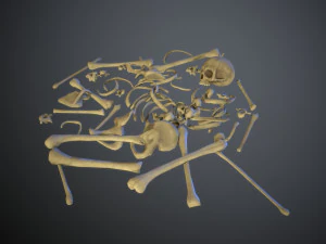 skulls1 stylized bones 3D Model