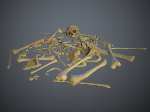 skulls1 stylized bones 3D Модель