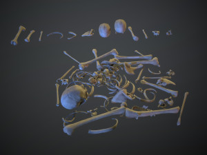skulls1 stylized bones 3D Модель