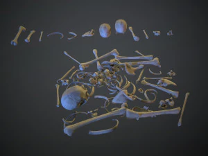 skulls1 stylized bones 3D Model
