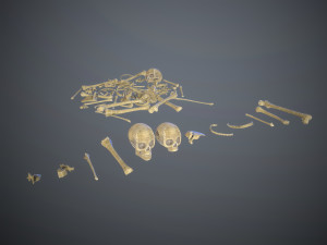 skulls1 stylized bones 3D Модель