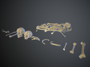 skulls1 stylized bones 3D Модель