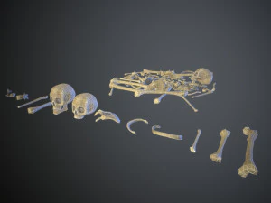 skulls1 stylized bones 3D Model