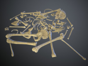 skulls1 stylized bones 3D Модель