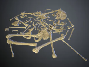 skulls1 stylized bones 3D Model