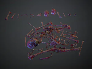 skulls1 meat bones 3D Model