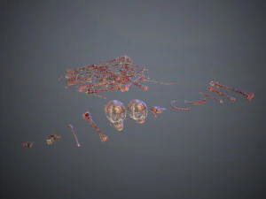 skulls1 meat bones 3D Model