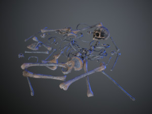 skulls1 alien bones Model 3D