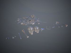 skulls1 alien bones Model 3D