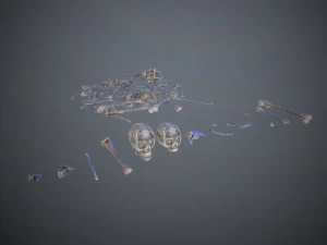 skulls1 alien bones 3D Model
