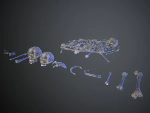 skulls1 alien bones 3D Model