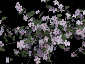 apricot flowering tree 3D 模型