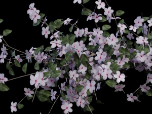 アプリコットの花の咲く木 3Dモデル