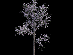 apricot flowering tree 3D Model