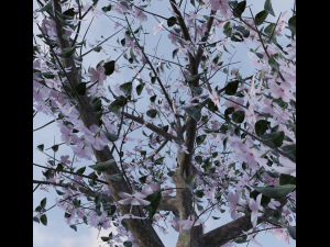 apricot flowering tree 3D Model