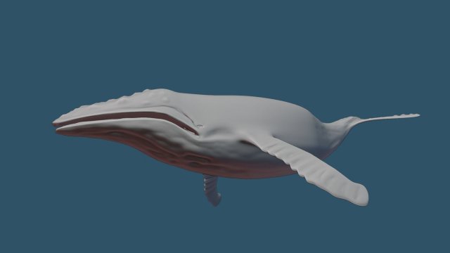humpback whale 3D मॉडल .c4d .max .obj .3ds .fbx .stl .blend 