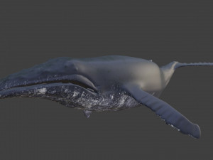 humpback whale 3D मॉडल