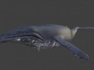 humpback whale 3D Model