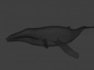 humpback whale 3D Model